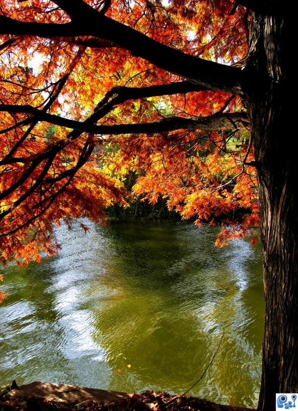 Edith Piaf - Autumn Leaves 